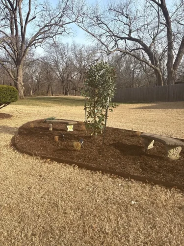 Tree-Planting-Tulsa-Tree-030-3-19-26-001
