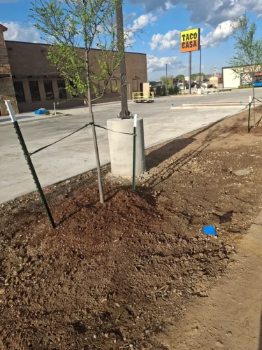 Tree-Planting-Tulsa-Tree-031-3-19-26-001