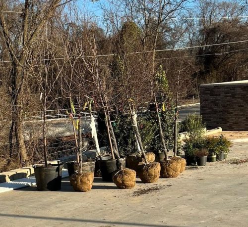 Tulsa-Tree-Planting-020926-Tree-024