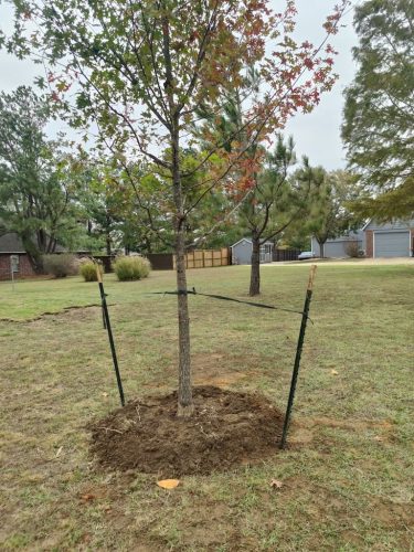 Tulsa-Tree-Removal-3-2-26-Tree-027