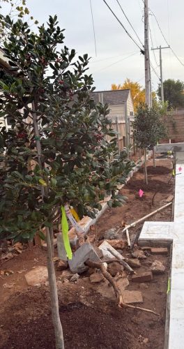 tree-planting-tulsa-1-13-26-1