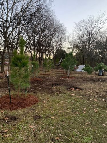 tree-planting-tulsa-1-22-26-Trees-021