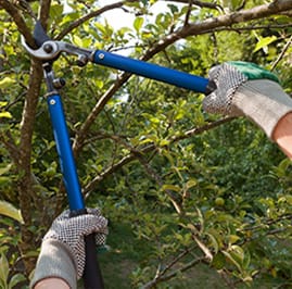 Tree Planting Tulsa Mid Tree Pruning