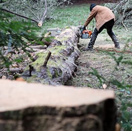 Tree Planting Tulsa Mid Tree Removal